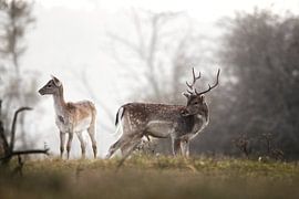 Fallow deer