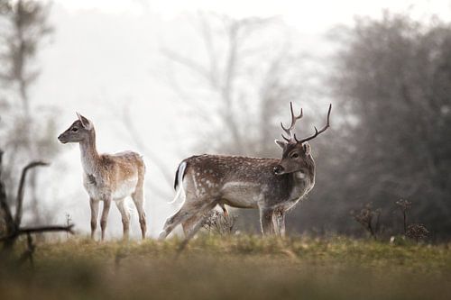 Damherten in de waterleidingduinen