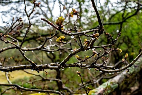 Mooi kan simpel zijn