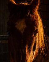 Mystery horse