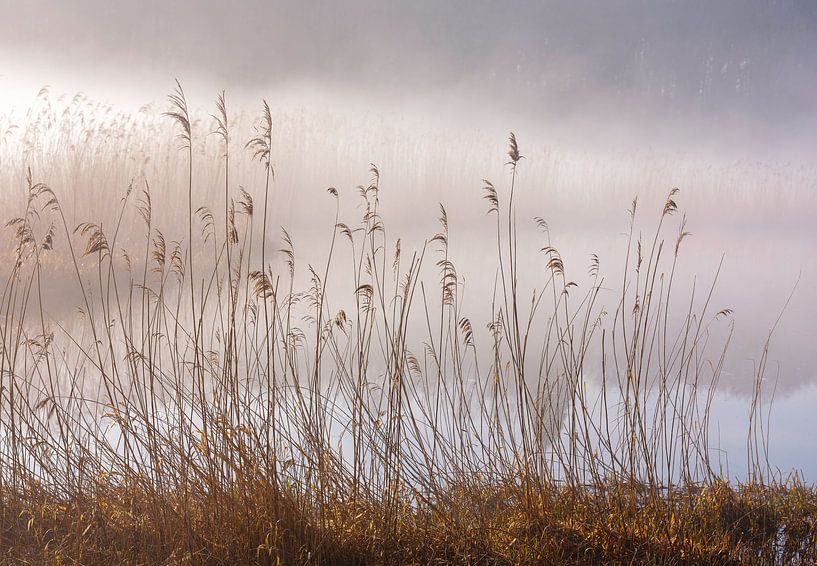Rietpluimen, Gendringen by Natuurlijk Achterhoek