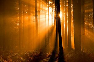 Solar-Harfen im Wald