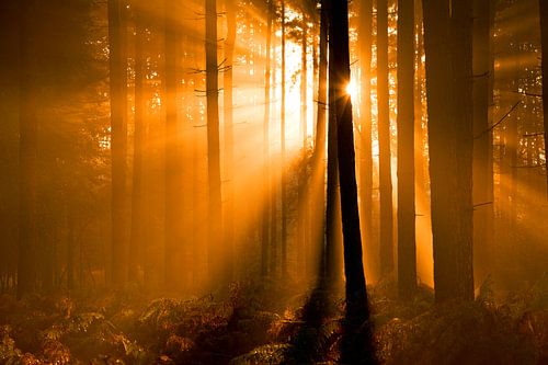 Des récoltes solaires dans la forêt