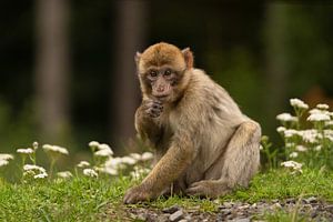Affe mit Strohhalm im Mund