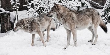 Wolven mannetjes en vrouwtjes spelen tijdens de paring in een besneeuwd winterbos bij sneeuwval.