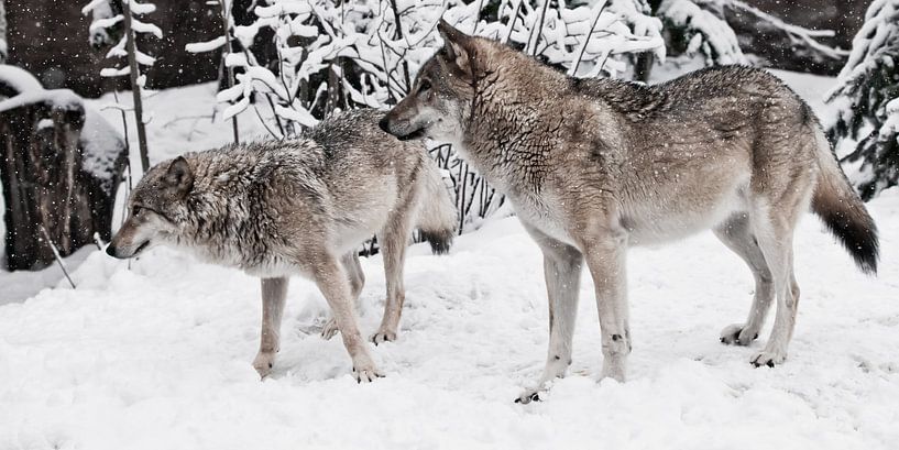 Wolven mannetjes en vrouwtjes spelen tijdens de paring in een besneeuwd winterbos bij sneeuwval. van Michael Semenov