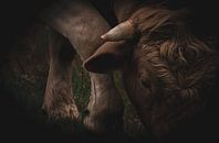 Strolling cow by Debby de Graaff thumbnail