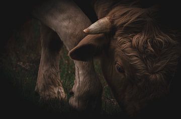 Struinende koe van Debby de Graaff