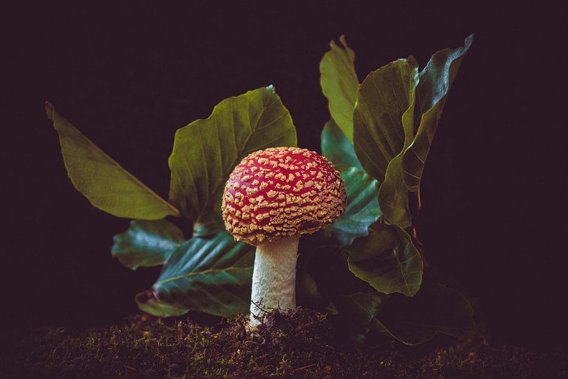 lone round fly agaric par Ribbi