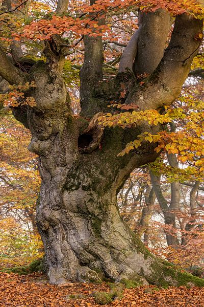 Arbre de conte de fées par W. Lohof
