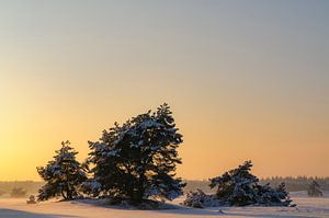 Verschneite Winterlandschaft in einem Treibsanddünengebiet