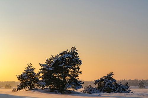Winterlandschap in een stuifduingebied
