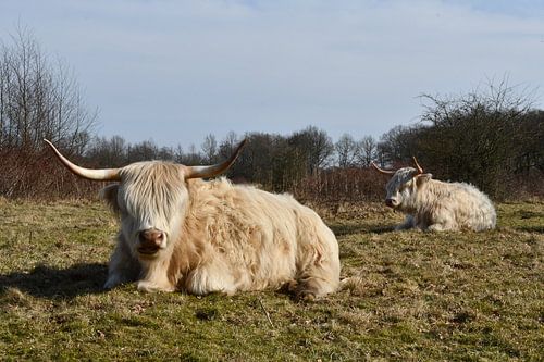 Schotse hooglanders in rust