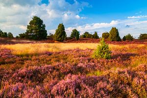 Lüneburger Heide in het gouden avondlicht van Daniela Beyer