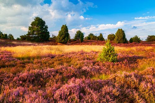 Lüneburger Heide im goldenen Abendlicht