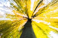 Moving tree