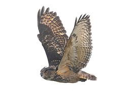 Europäischer Uhu (Bubo bubo) von Ronald Pol