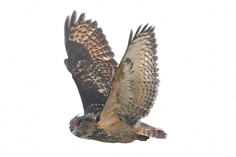 Europäischer Uhu (Bubo bubo) von Ronald Pol