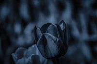 Die Schwarze Tulpe, eine Nahaufnahme....