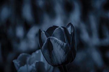 De Zwarte Tulp, een close up.... van Nicolaas Digi Art