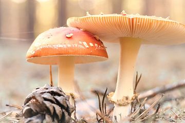 Delicate witte en rode paddenstoel, op de bosgrond. van Martin Köbsch