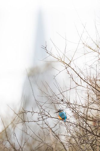 IJsvogel nabij de stad