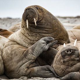 Relaxte walrussen. van Ron van der Stappen