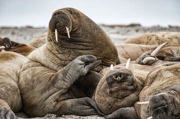 Relaxte walrussen.