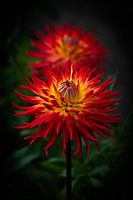 Red and yellow