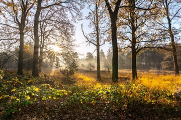 The forest with fog and sun by Els Oomis