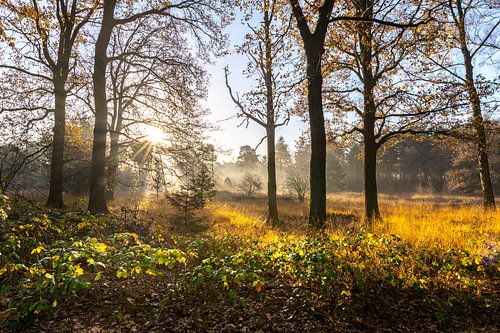 Het bos met mist en zon