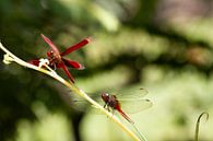 Rode libellen van Jeroen Meeuwsen thumbnail
