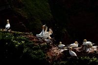 Fous de Bassan sur une falaise en plein soleil