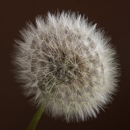 Wish it away! The fluff is ready to be blown away by Marjolijn van den Berg
