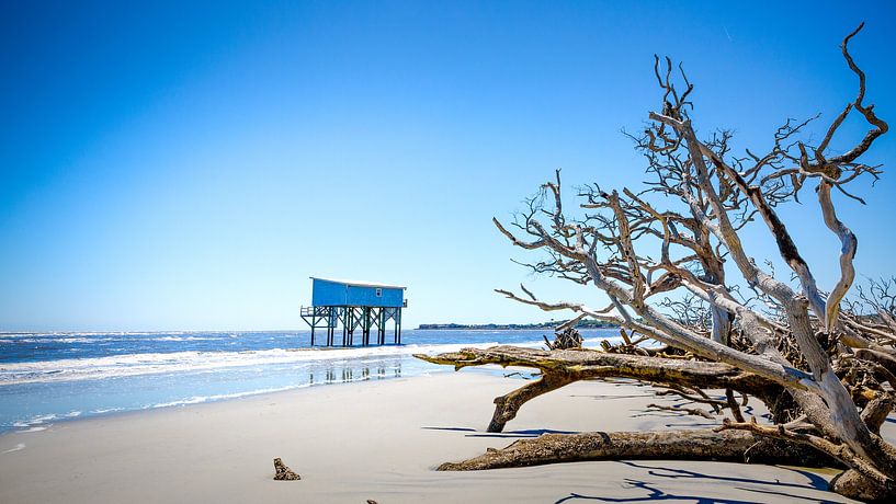 Lonely house in the See, with dead trees on the beach. par Karel Pops