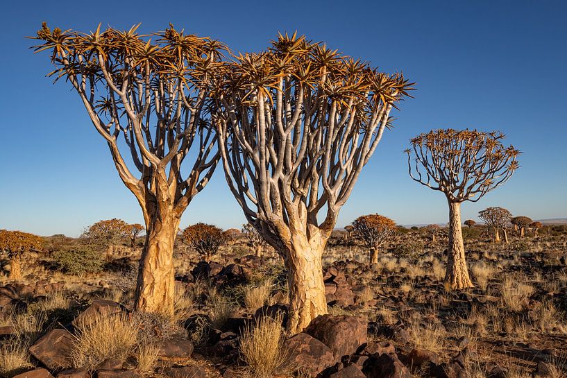 Arbres tubulaires 2 par Albert Mendelewski