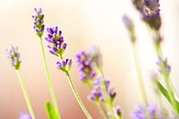 Lavendel