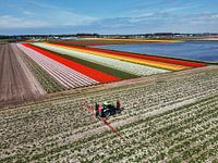 Tractor at the bulb fields