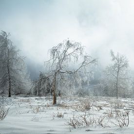 Winterbomen van Guido de Kleijn