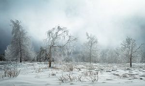 Arbres d'hiver sur Guido de Kleijn