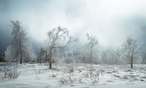 Winter trees by Guido de Kleijn