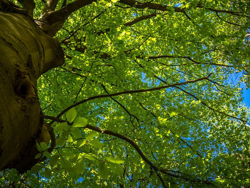 Green leaves of a tree by Martijn Tilroe