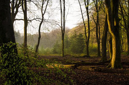 Zonsondergang in het bos