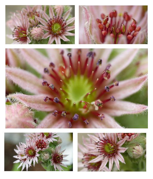 Collage roze bloemen by Gonnie van Hove