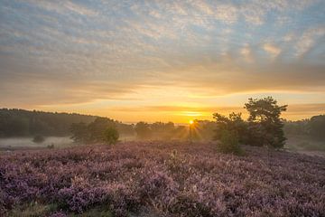 Brunssummerheide stralende zonsopkomst van John van de Gazelle fotografie