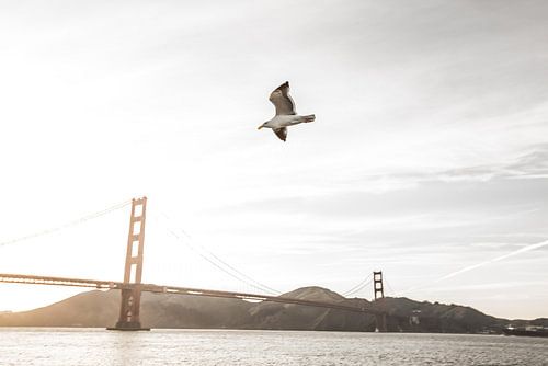 Golden Gate avec mouette, San Francisco, USA