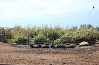 Waterbuffels wentelen zich op een buffelboerderij - Kerkinimeer van ADLER & Co / Caj Kessler thumbnail