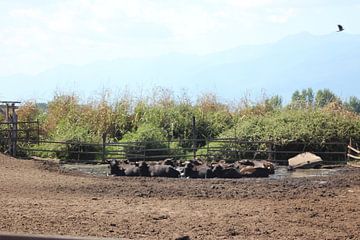 Wasserbüffel in Suhle auf einer Büffelfarm - Kerkini See