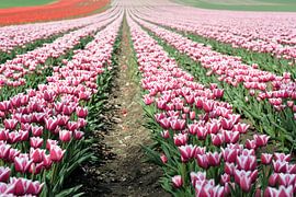 blühende Tulpen im Frühjahr von Heiko Kueverling