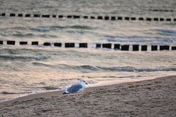 Seagulls on the beach at the Baltic Sea. by Martin Köbsch